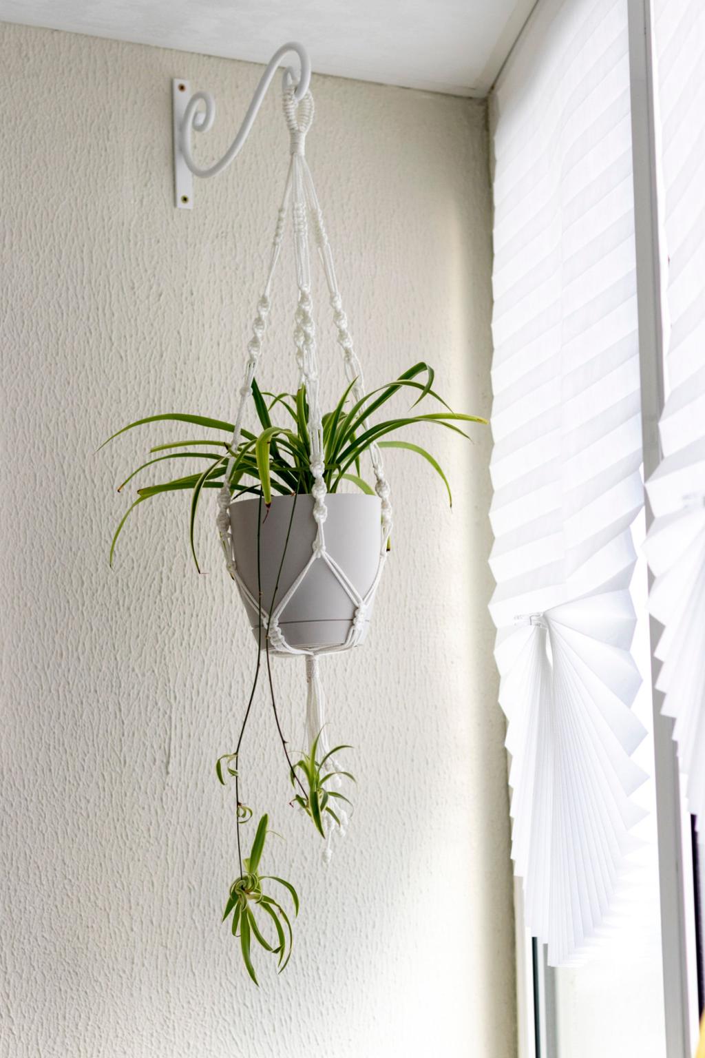 Macrame plant hanger
